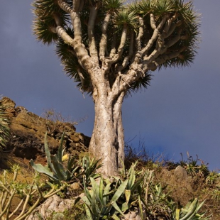 Dracaena draco